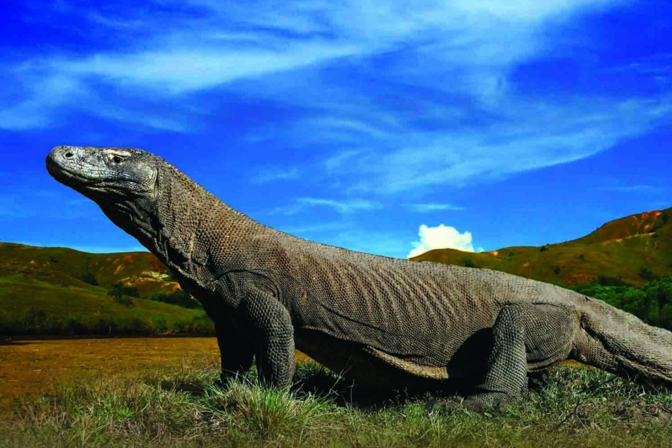 Une expérience Voyage en Indonésie : la croisière Lombok et Florès pour voir les îles Komodo. 